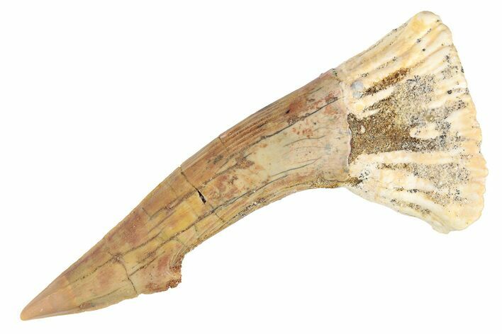 Fossil Sawfish (Onchopristis) Rostral Barb - Morocco #285514